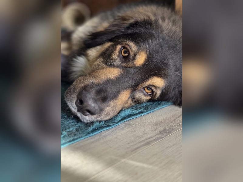 Aramis ❤️ wartet in 50169 Kerpen auf dich