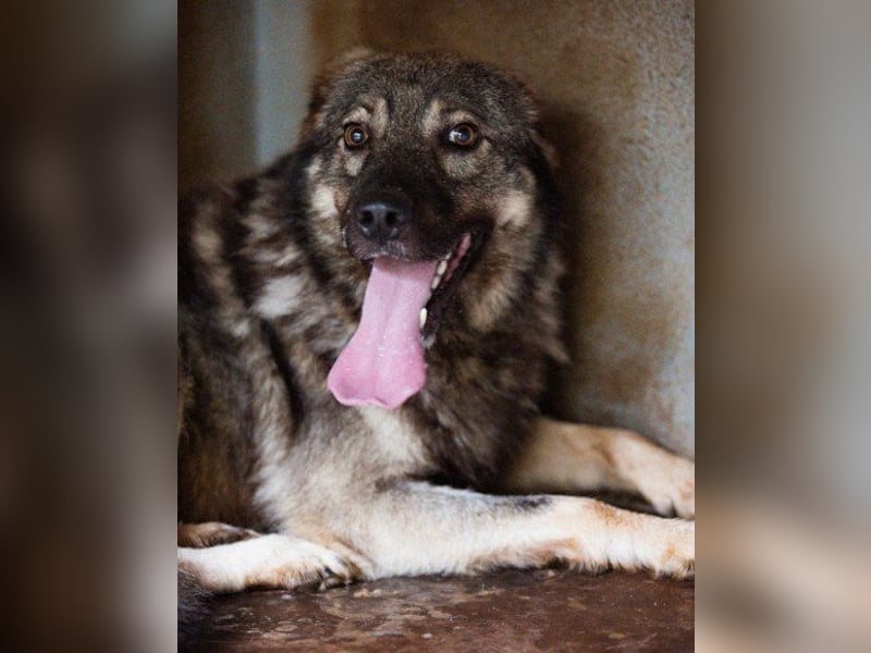 Zauberhafter Zorro- darf er einziehen?❤