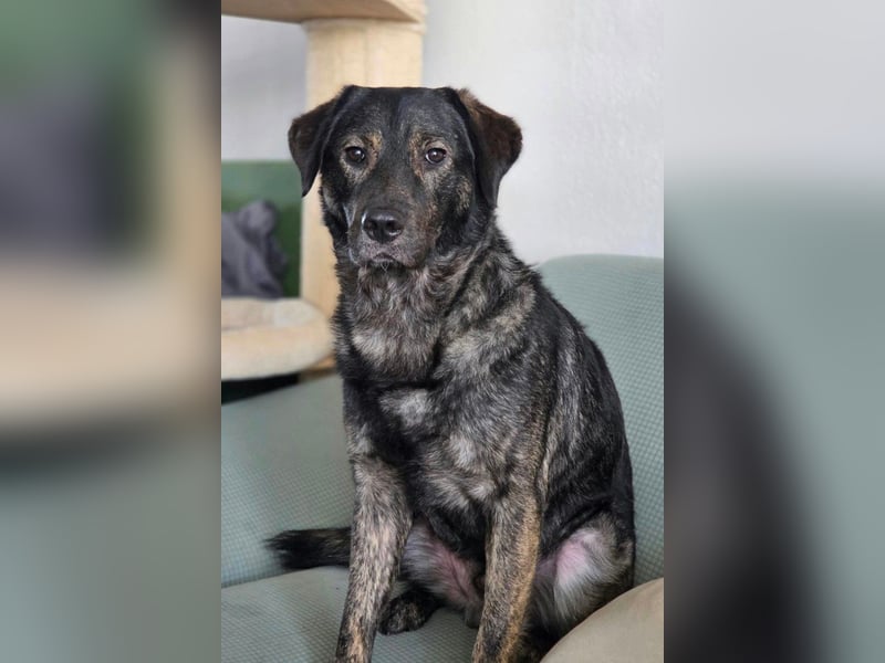 SHADOW❤️sozialer Gute-Laune-Hund wartet auf Dich in 50169 Kerpen