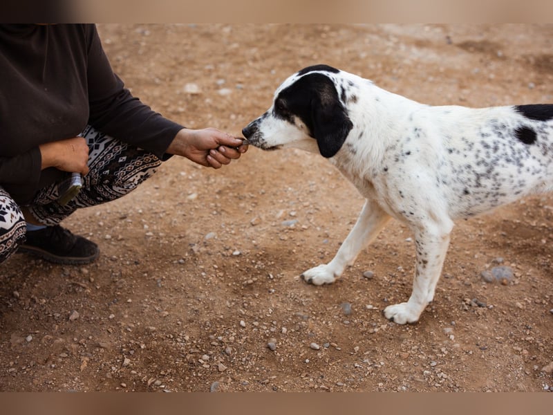 Ananda ❤️ liebe, treue Fellfreundin fürs Leben