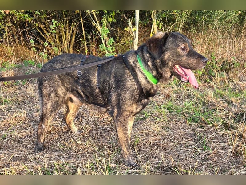 SHADOW❤️sozialer Gute-Laune-Hund wartet auf Dich in 50169 Kerpen