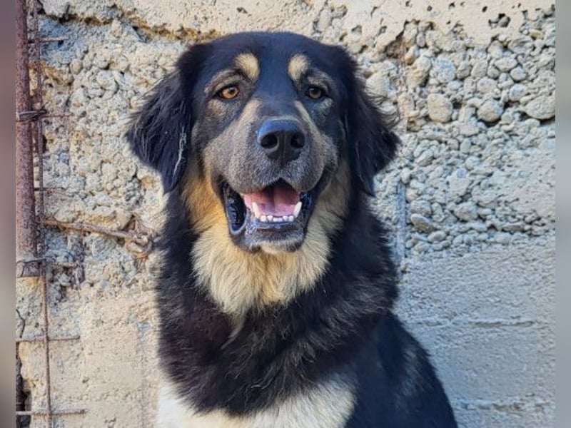 Aramis ❤️ liebevoll aufgeweckter Jungrüde Aramis ❤️ liebevoll aufgeweckter Jungrüde