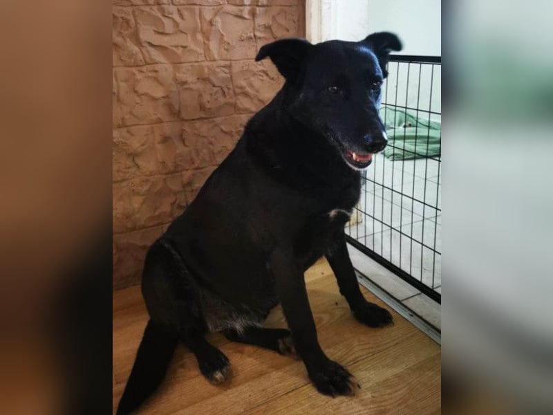 Megi ❤️ herzliche, sanfte Hunde-Seniorin Megi ❤️ herzliche, sanfte Hunde-Seniorin