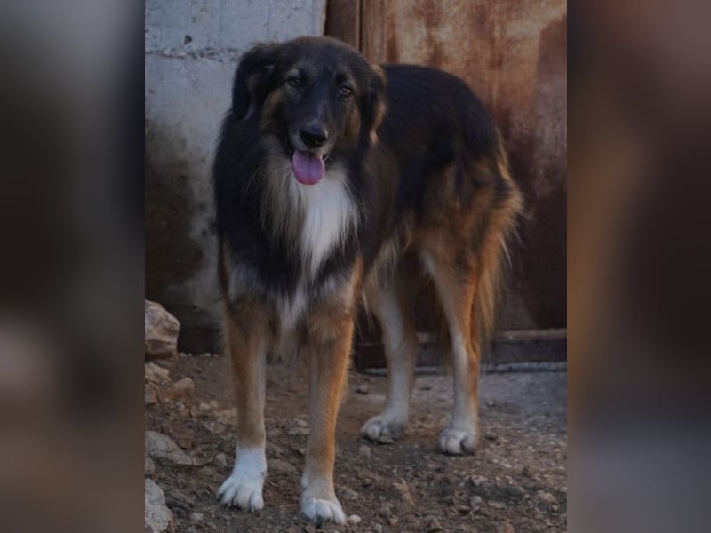 Bogo ♥️ ungeschliffener Schatz auf 4Pfoten