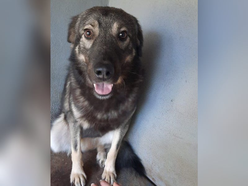 Zauberhafter Zorro-darf er einziehen? ❤