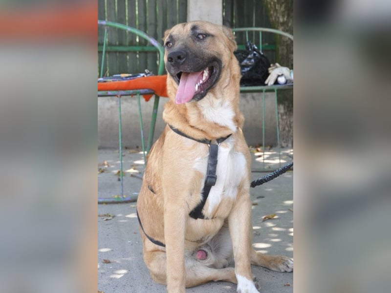 Jungrüde Mephisto - aktiv-schmusig = Familienhund
