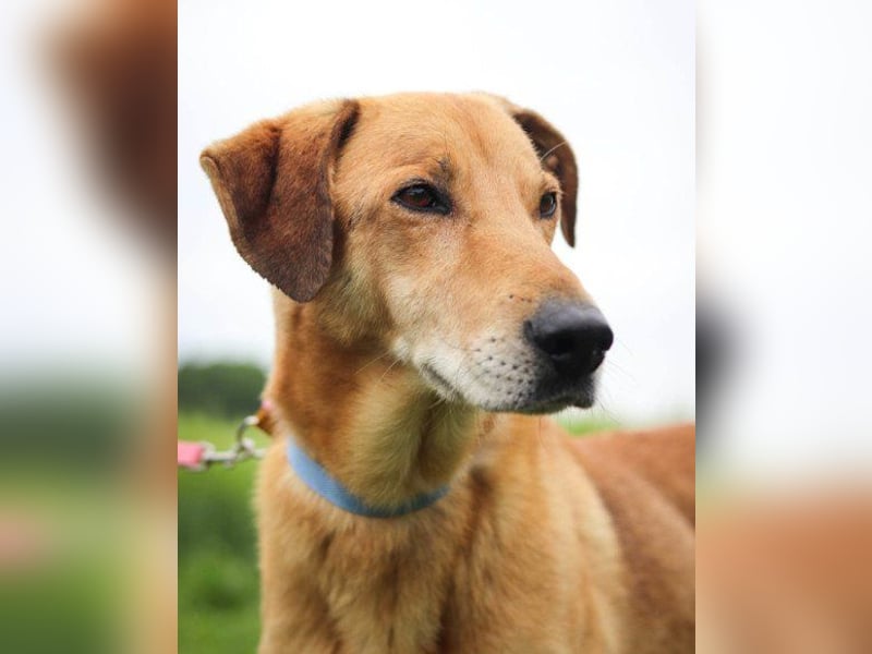 schmusiger Bongo sucht sehnsüchtig seine Für-Immer-Menschen