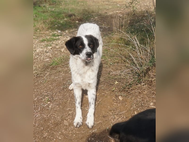 Dino, geb. ca. 01/2022, lebt in GRIECHENLAND, im städt. Tierheim Serres