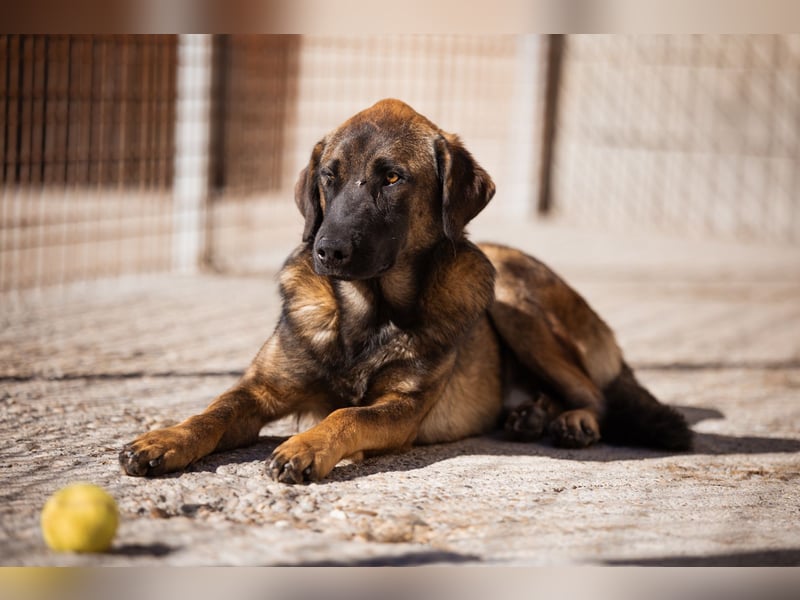 Kleiner, feiner Pico ❤️ sucht Schutz & Liebe Kleiner, feiner Pico ❤️ sucht Schutz & Liebe