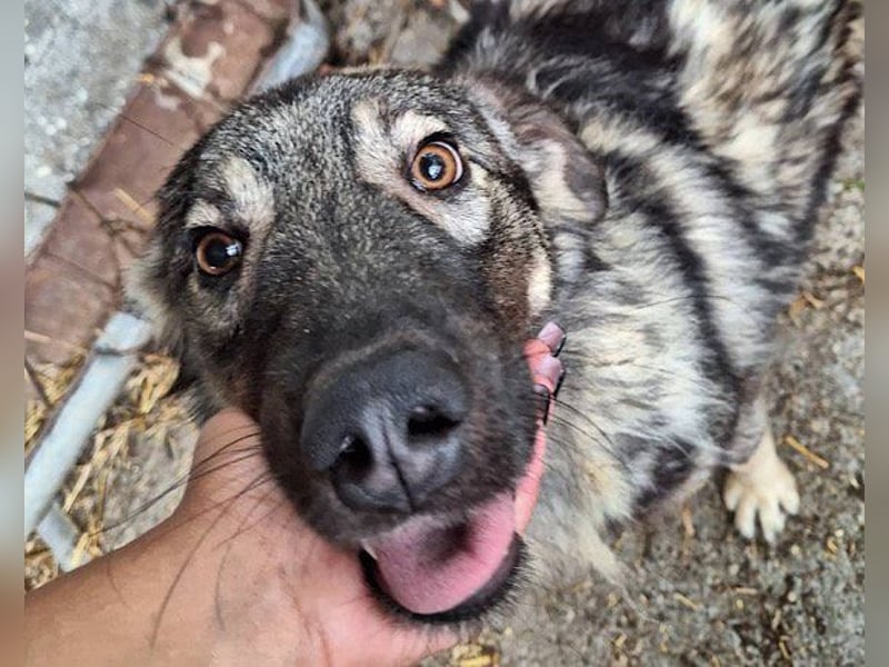 Zauberhafter Zorro-darf er einziehen? ❤