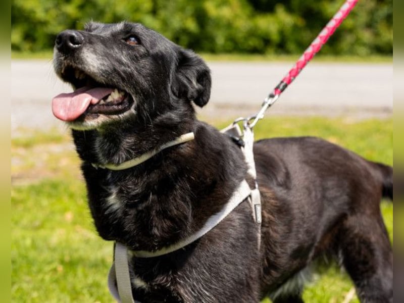 OldLady Gita ♥️ die pure Herzenshündin