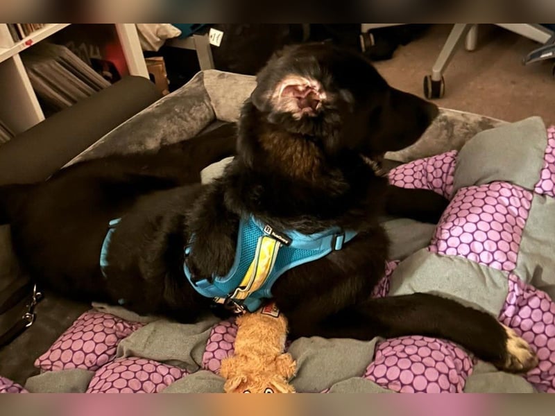 Cosmo - junger charmanter Schäfi-Mix-Bub wartet bereis in 55116 Mainz