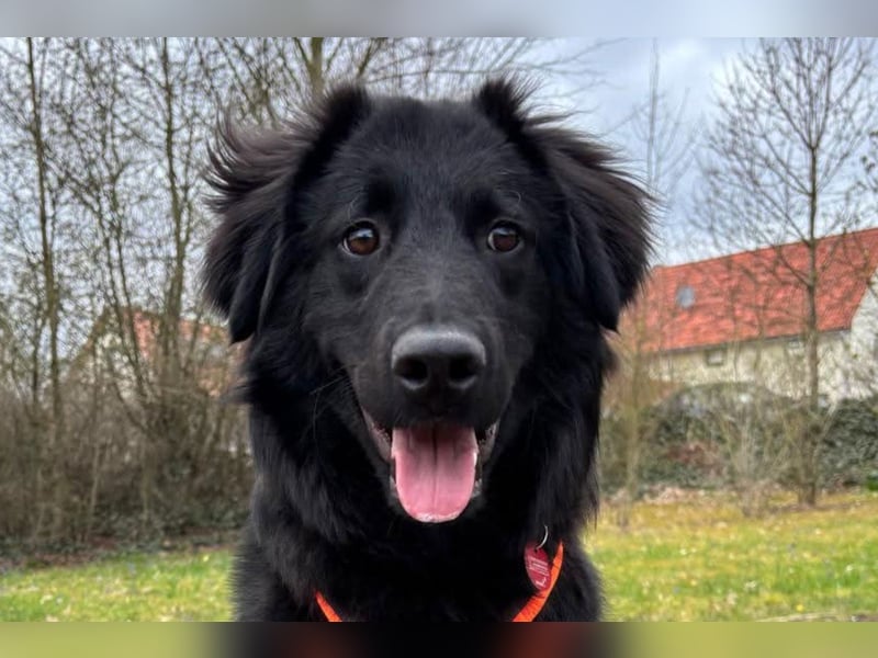 JUNAK❤️bezaubernder Wuschelkopf wartet schon in 71563 Affalterbach
