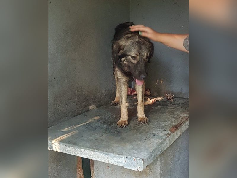 Zauberhafter Zorro- darf er einziehen?❤