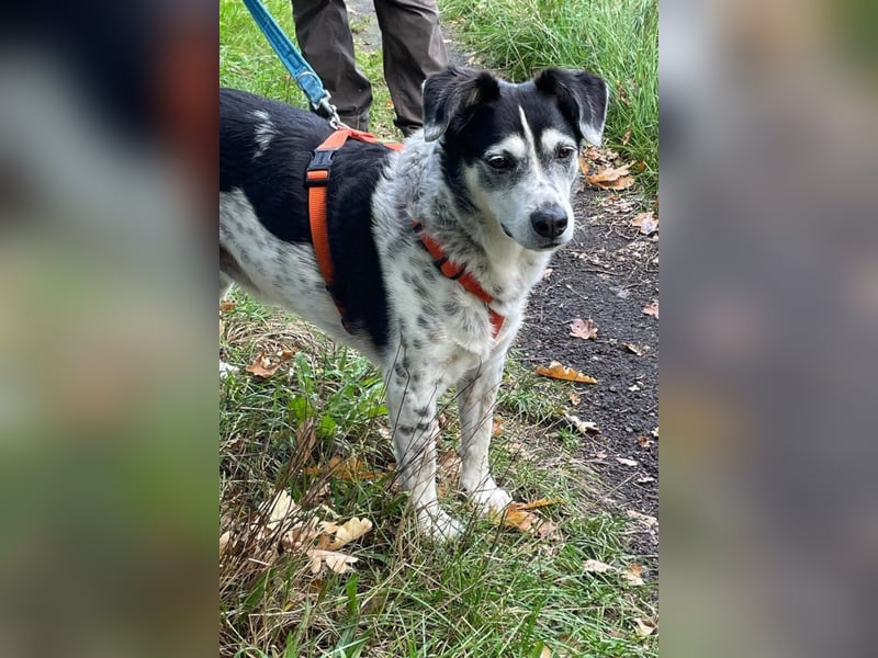 Liebster OldBoy ♥Rocky♥ wartet in 21640 Bliedersdorf auf sein so verdientes Lebensglück