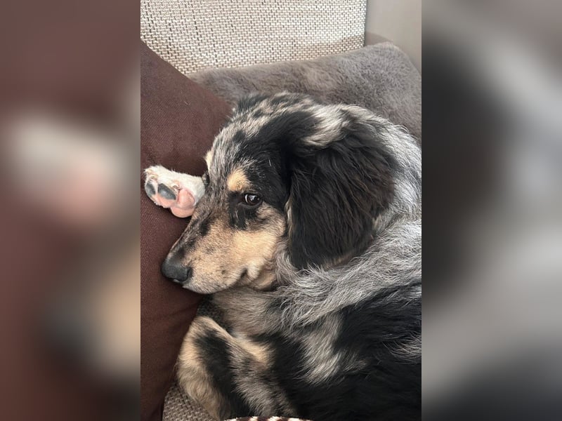 Sensibler Jungrüde ♥BALU♥ in 59174 Kamen