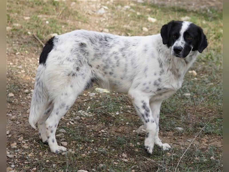 Dino, geb. ca. 01/2022, lebt in GRIECHENLAND, im städt. Tierheim Serres