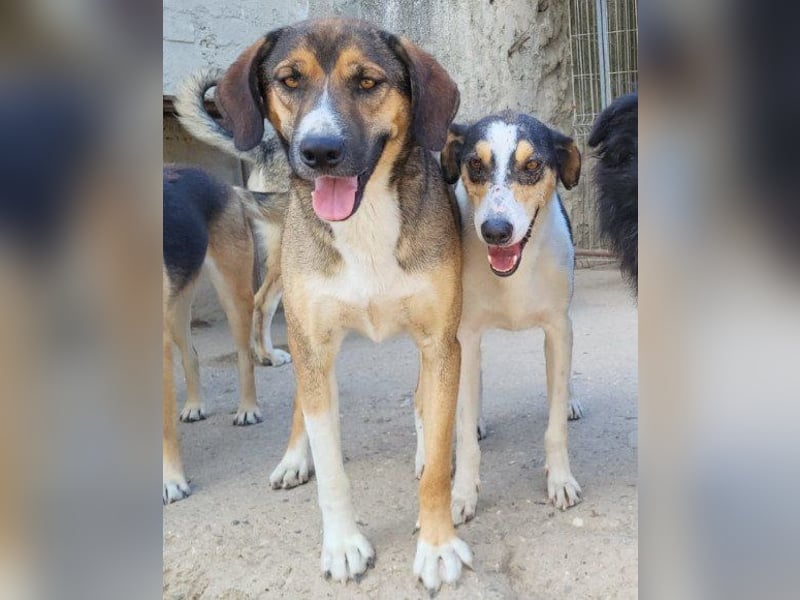 Dave möchte endlich seine Koffer packen