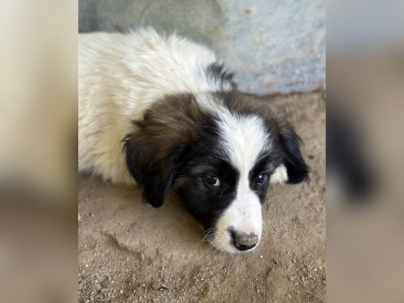 Lando, geb. ca. 02/2025, lebt in GRIECHENLAND, auf einer privaten Pflegestelle