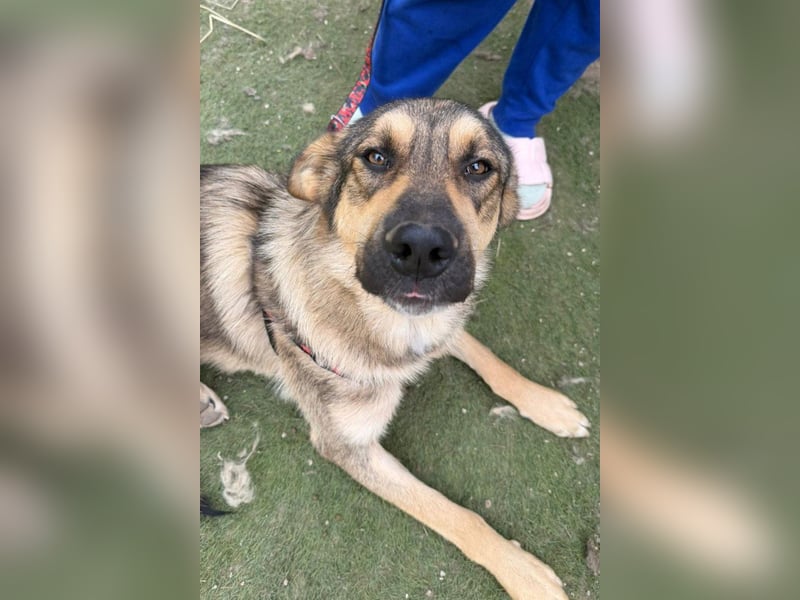 Mix-Rüde ♥Marco♥ ein Familienhund; ein Herz von Hund