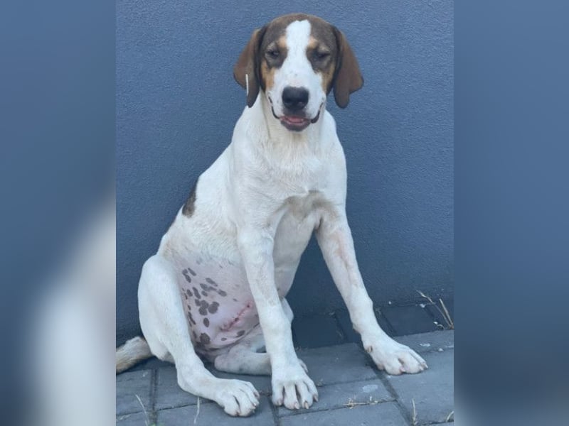 Nala ❤️ aktive, so verschmuste HSH-Mix Hündin