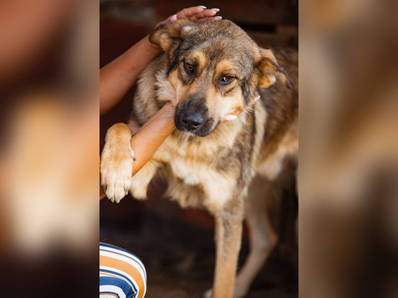 Mix-Rüde ♥Marco♥ ein Familienhund; ein Herz von Hund