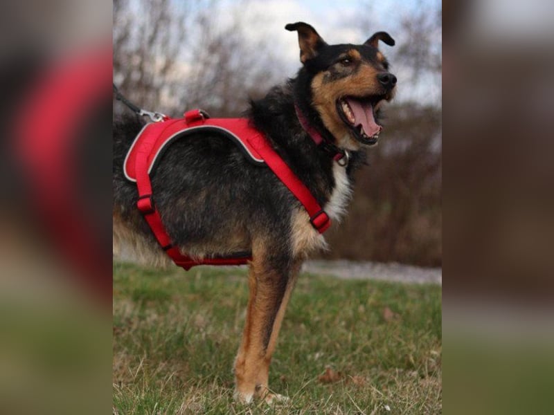 Schatz Teri: sehr freundlicher Gefährte Schatz Teri: sehr freundlicher Gefährte