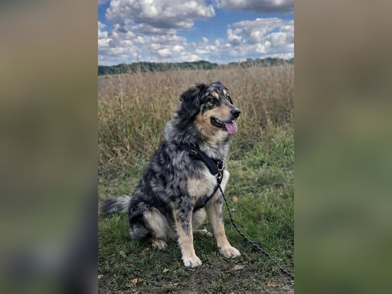 Sensibler Jungrüde ♥BALU♥ in 59174 Kamen