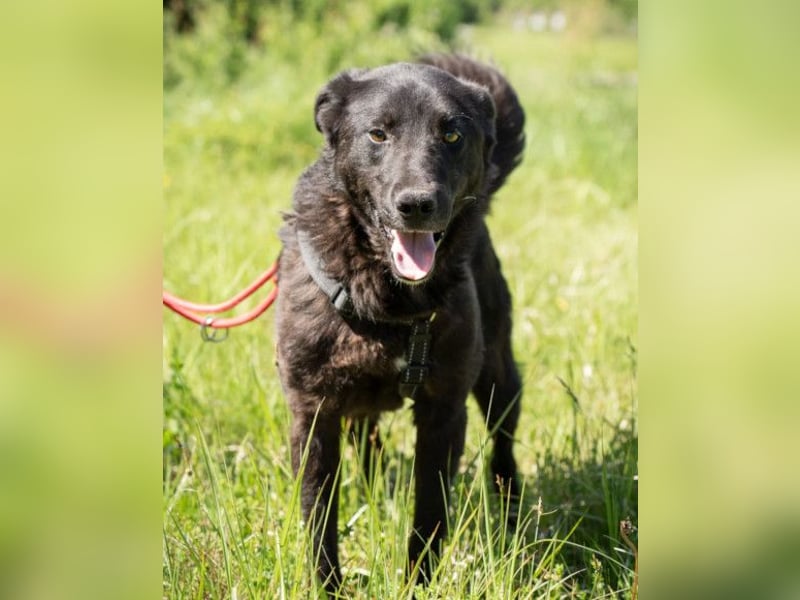 Toby ❤️ aktiver, aufgeweckter Hundeschatz