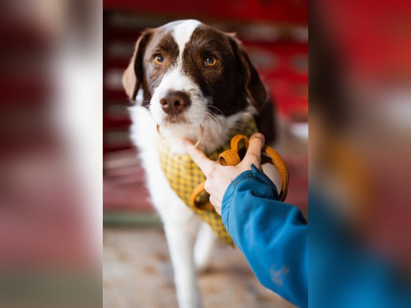 ♥ Šarenko ♥ toller, verschmuster 3-Beiner
