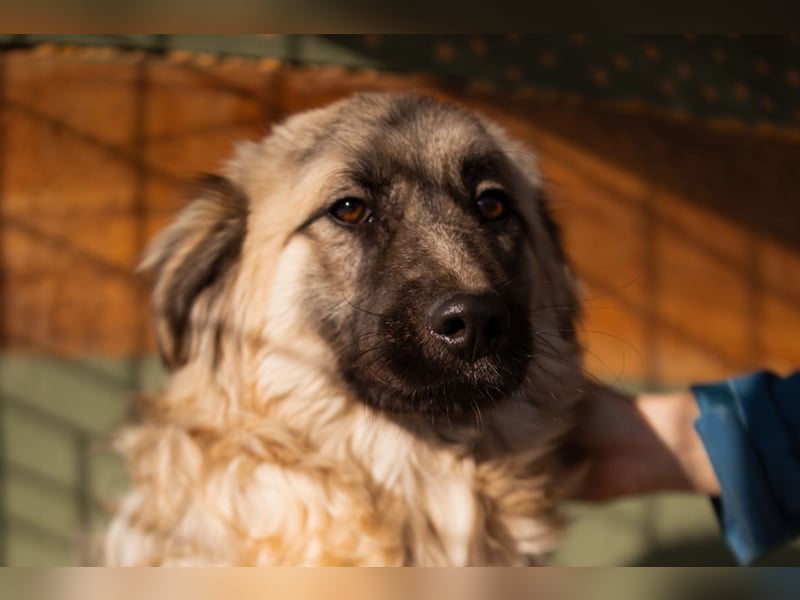 Zuckerschnute Denis ❤️ gutmütig, so lieb + verschmust!