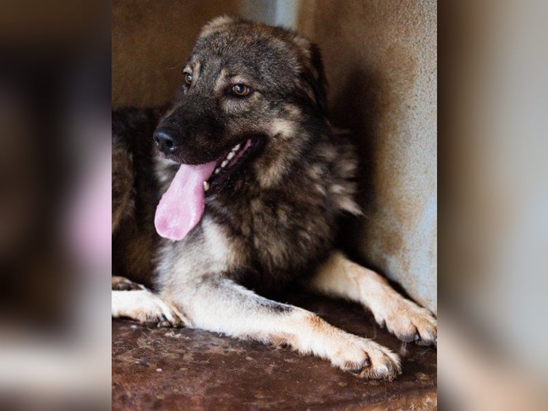 Zauberhafter Zorro- darf er einziehen?❤