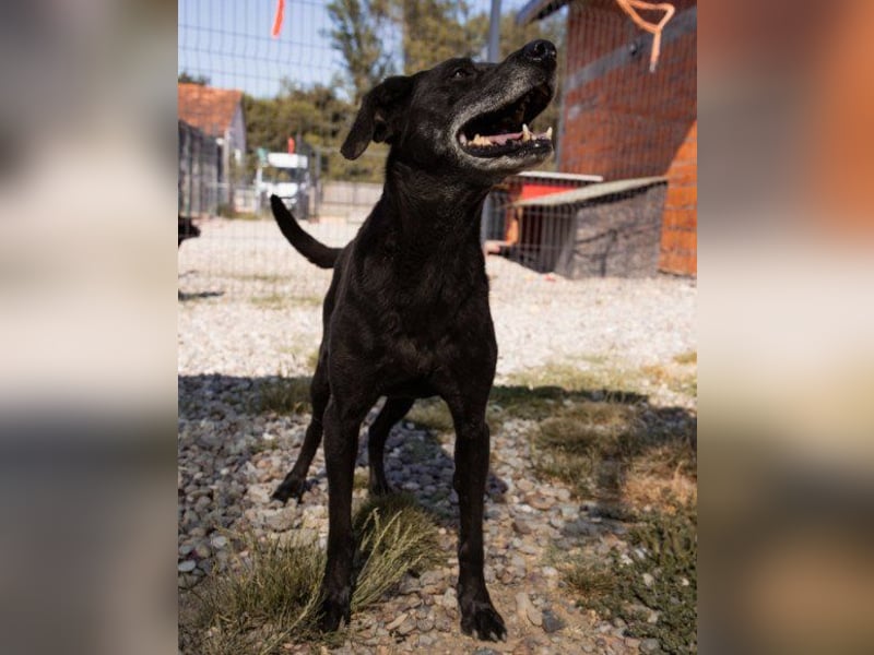 OldBoy ♥ Audi ♥ ein so lieber Schatz sucht sein verdientes Für-Immer-Körbchen