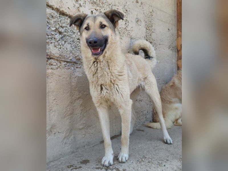 Beauty ♥ Fly ♥ eine herzliche, treue Fellfreundin