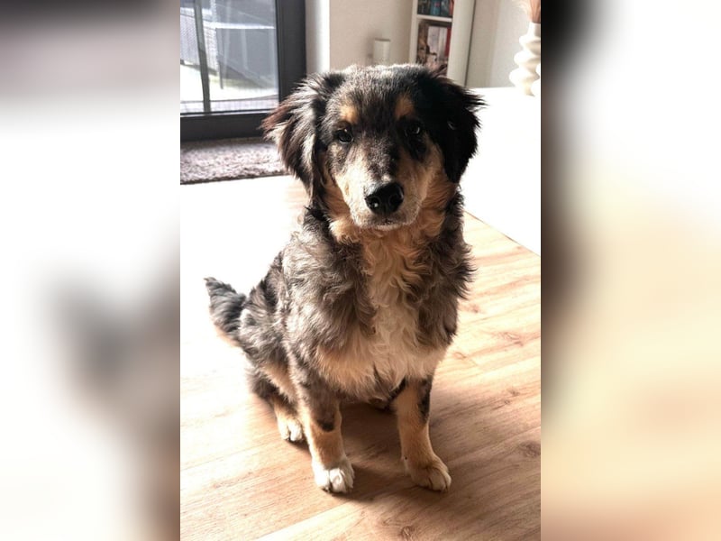 Sensibler Jungrüde ♥BALU♥ wartet schon in 59174 Kamen auf seine Für-Immer-Menschen