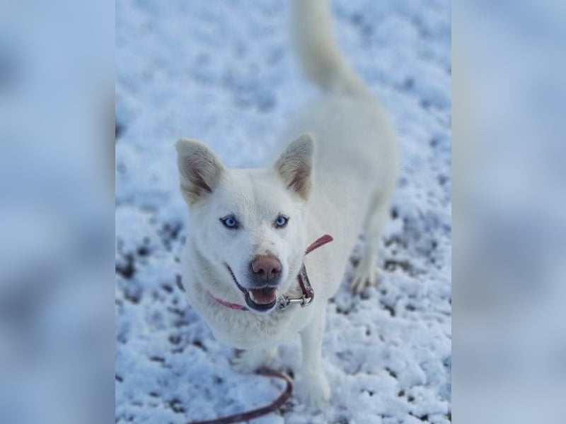 Schöne Smilla ❤️ klug, offen, lebhaft Schöne Smilla ❤️ klug, offen, lebhaft