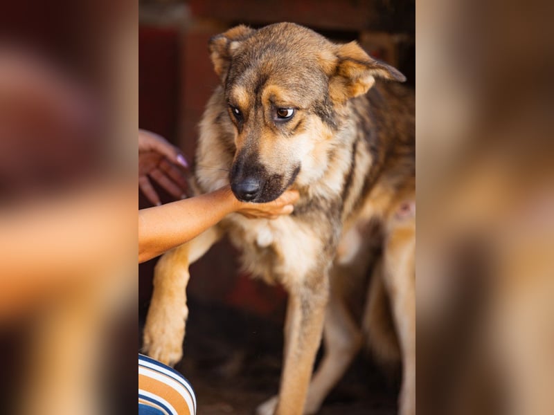 Mix-Rüde Marco - ein toller Familienhund; ein Herz von Hund