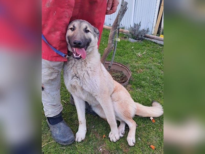 Beauty ♥ Fly ♥ eine herzliche, treue Fellfreundin