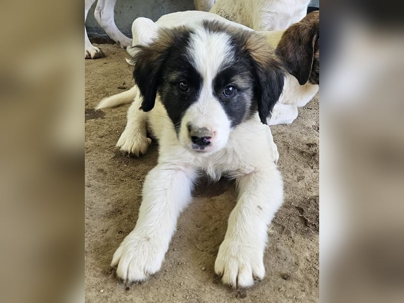 Lando, geb. ca. 02/2025, lebt in GRIECHENLAND, auf einer privaten Pflegestelle