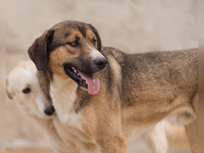 Dave möchte endlich seine Koffer packen