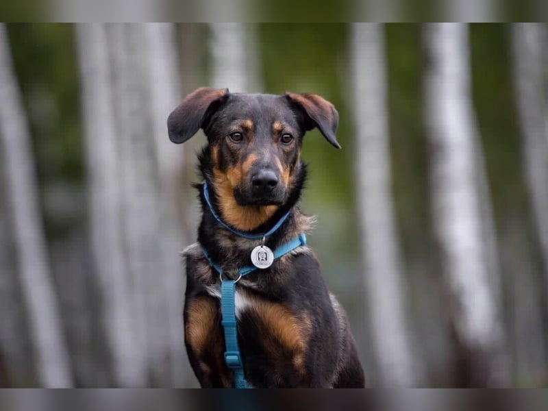 Ruhiger Miroscha sucht sein Zuhause