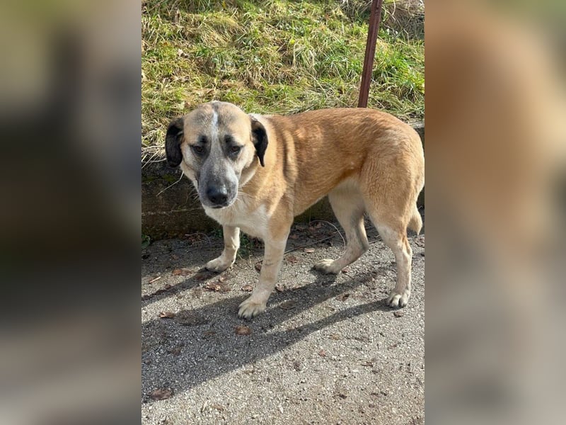 Liebste ♥ Tina ♥ aktive und kinderfreundliche Familienhündin