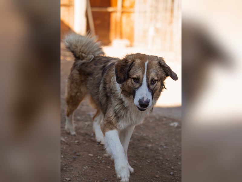 Energiebündel Jonesy - sucht Liebe und Halt