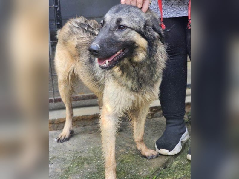 Schenkst du Buster ein tolles Zuhause?