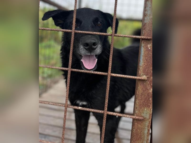 Toby ❤️ aktiver, aufgeweckter Hundeschatz