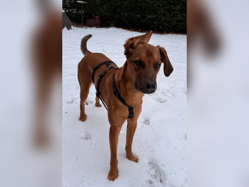 charmanter LASKO❤️in 22559 Hamburg, dringend Für-Immer-Zuhause gesucht