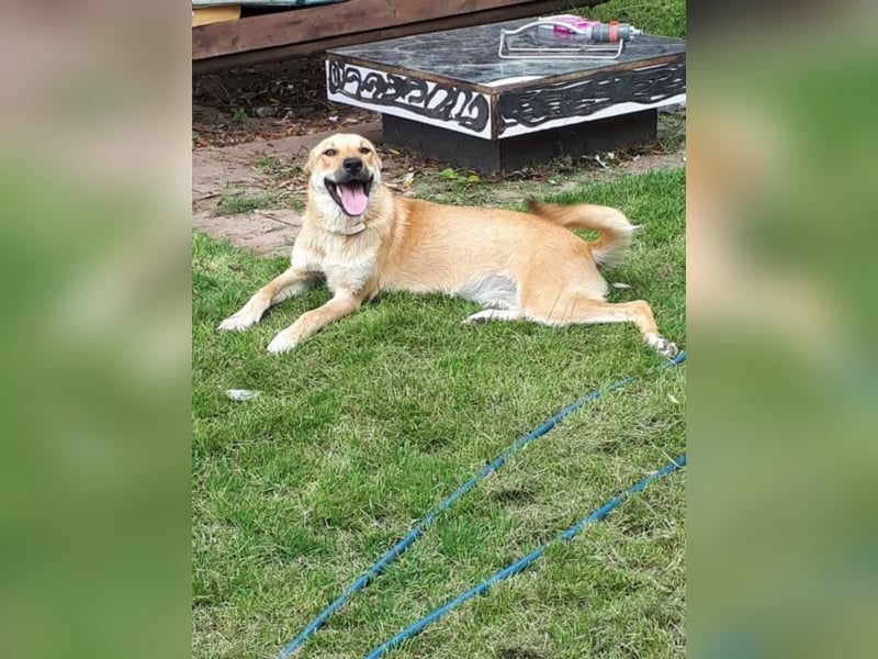 Blondie - Unser Mäuschen sucht eine Familie zum Lieb haben! 