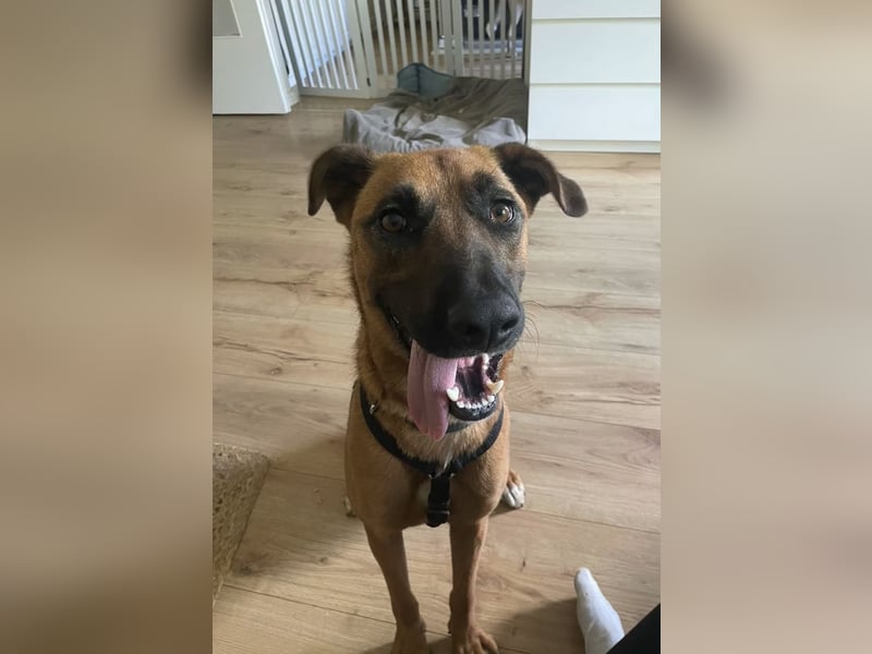 Moritz sucht aktives Zuhause