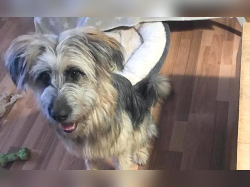  Liones sucht aktive, erfahrene Hundeeltern