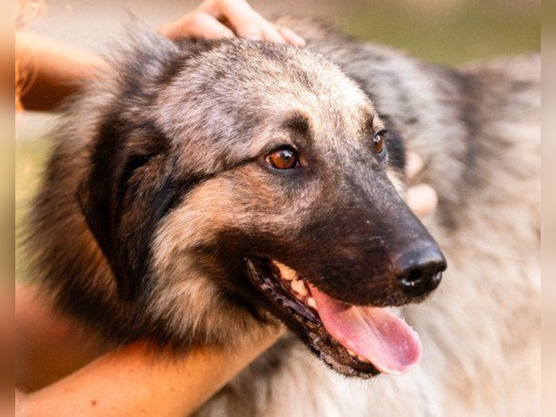 Schenkst du Buster ein tolles Zuhause?